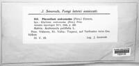 Rhytisma andromedae image